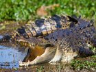 The family of 3yo allegedly thrown into a croc pen have issued a health update on the boy.