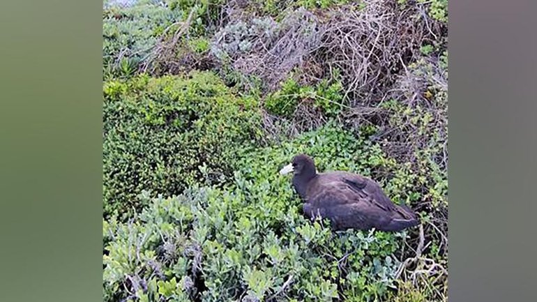 A petrel is one of the confirmed cases of bird flu recorded on Australia's mainland. 