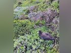 A petrel is one of the confirmed cases of bird flu recorded on Australia's mainland. 