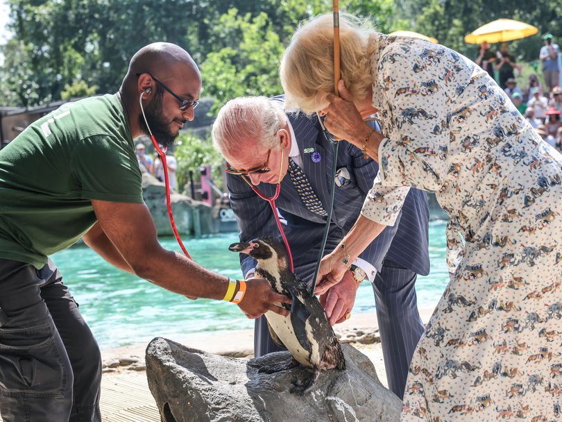 King Charles and Queen Camilla listen to the heart beat of a penguin using stethoscopes under the guidance of vet Stefan Saverimuttu.