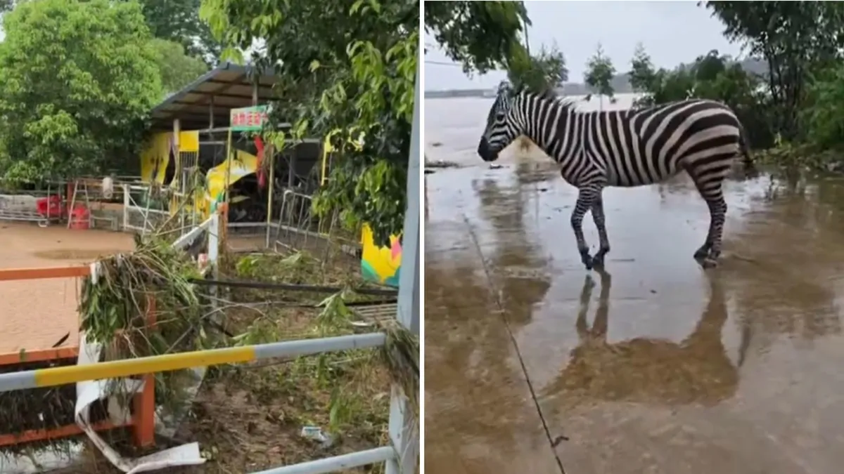 Guangxi, China: Typhoon Maysak damages zoo, snake farm, 1000 animals escape Guangxi, China: Typhoon Maysak damages zoo, snake farm, 1000 animals escape