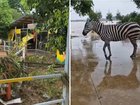 More than 100 animals escaped from a zoo after 900 snakes are on the loose after China was battered by a typhoon.