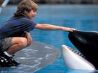 The 1993 film Free Willy.
