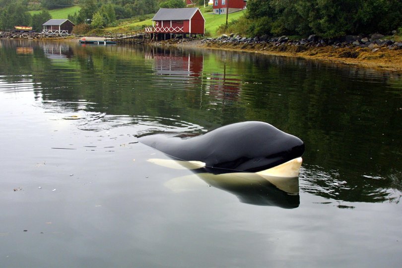 Keiko in September 2003 in the Norwegian fjord he made his home.