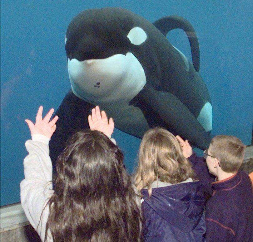 Keiko while at the aquarium in Oregon.