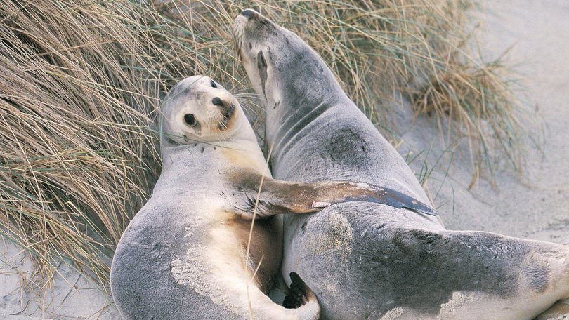 In NSW tests are being carried out on a dead seal which could confirm the first detection in a mammal on Australian soil.