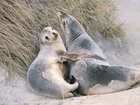 In NSW tests are being carried out on a dead seal which could confirm the first detection in a mammal on Australian soil.