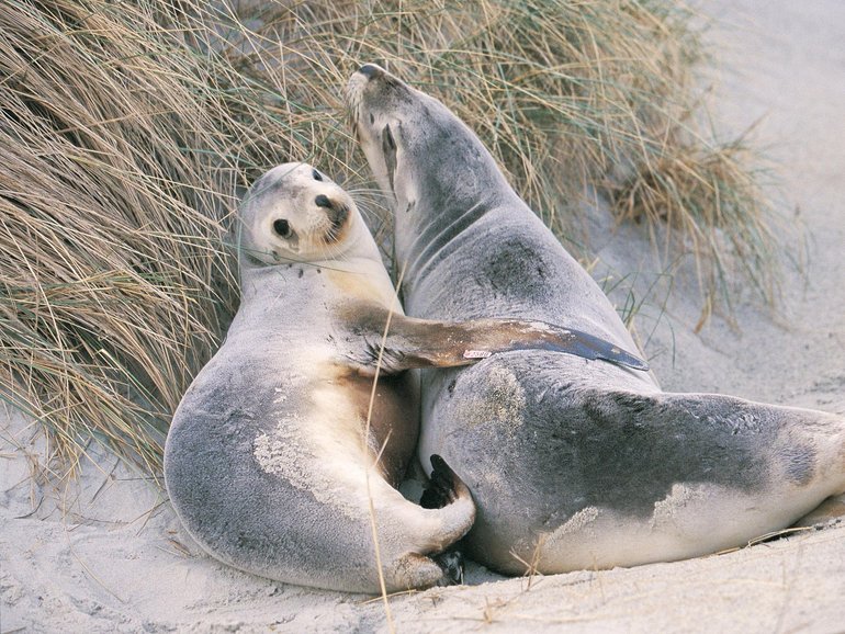 In NSW tests are being carried out on a dead seal which could confirm the first detection in a mammal on Australian soil.