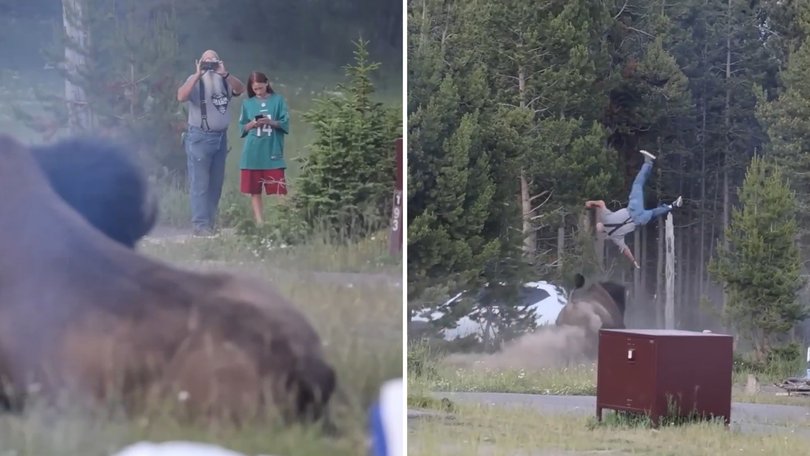 The bison charged at a tourist in Yellowstone National Park.
