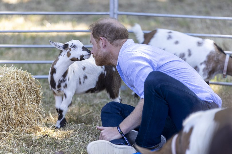 Prince Harry participated in goat yoga at the final event of his UK tour.