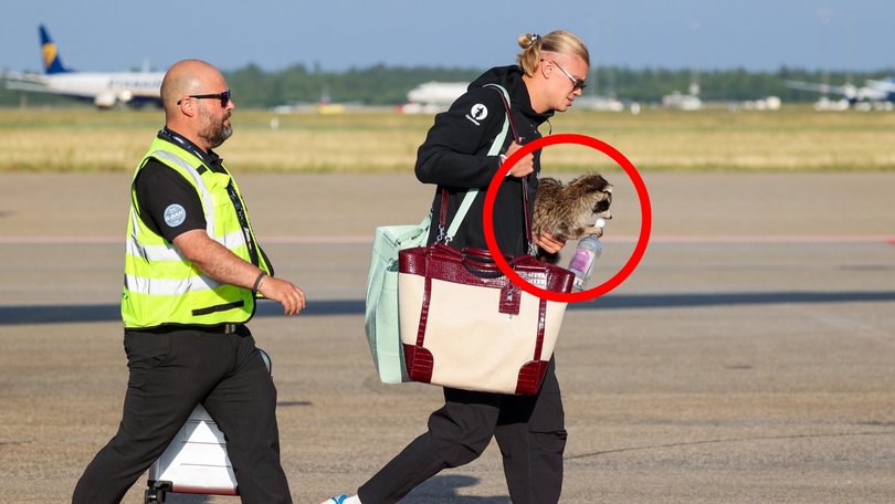 Erling Haaland returns home with a taxidermied raccoon. 