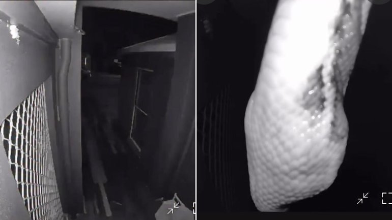 Queensland homeowner captures carpet python on door cammera.