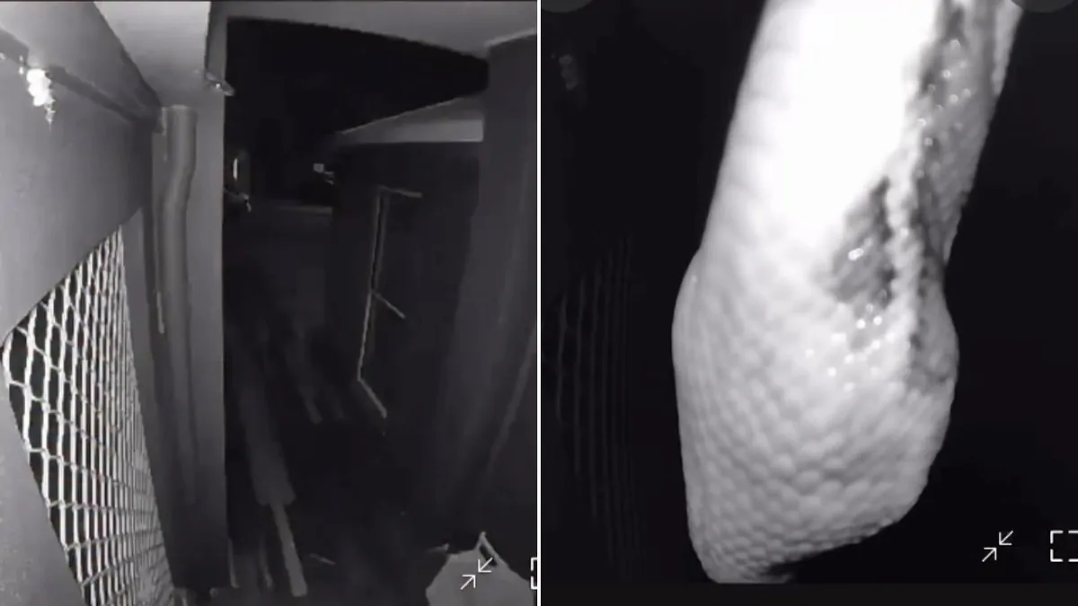 Queensland homeowner captures carpet python on door camera Queensland homeowner captures carpet python on door camera