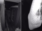 Queensland homeowner captures carpet python on door cammera.