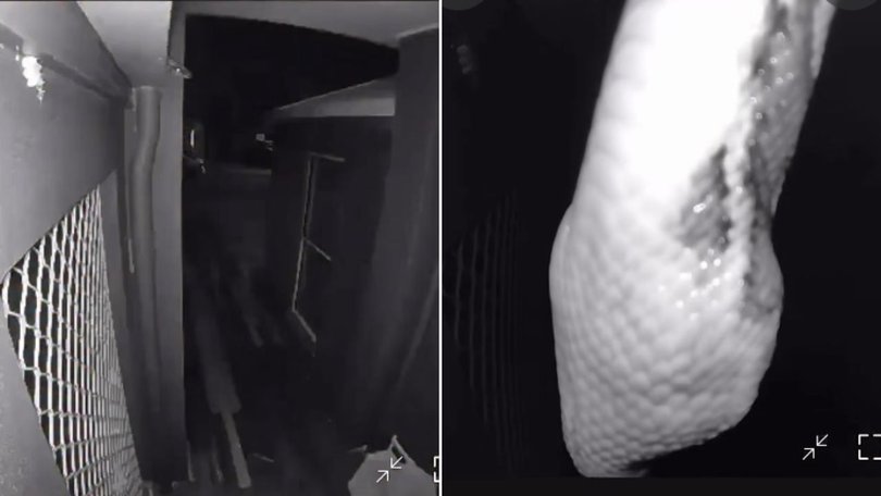 The python slithered down in front of the camera early on Sunday morning.