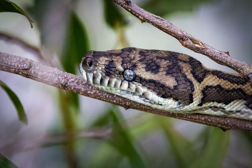 Carpet pythons are non-venomous snakes.