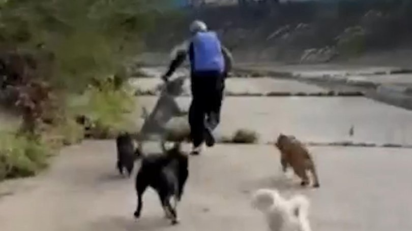A loyal pack of dogs has saved a woman from an attempted sexual assault.