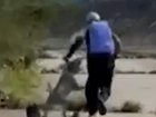 A loyal pack of dogs has saved a woman from an attempted sexual assault.