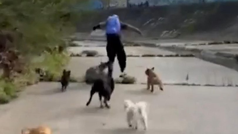 One dog was able to rip into the man’s trousers as he fled the scene.