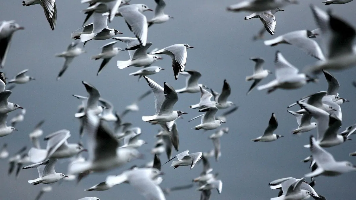 New Zealand reports first H5N1 bird flu case on beach near the capital city of Wellington