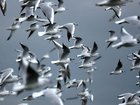 New Zealand has recorded its first case ?of H5N1 bird flu. 