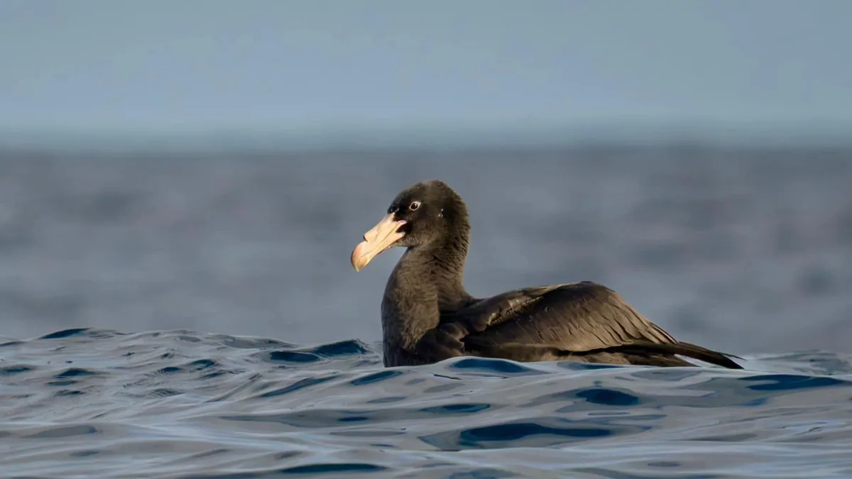Australia’s 15th H5 bird flu case confirmed in petrel found in Hawksnest, NSW
