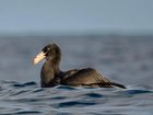 Another infected petrel has been found in NSW.