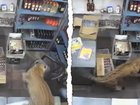 The animal lunged at the shopkeeper over the counter and attempted to bite him several times.