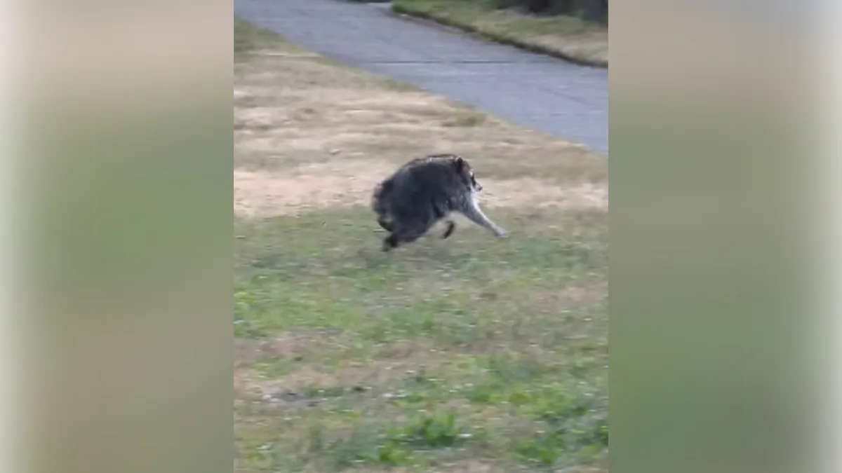 Who is Jimothy? Unusually round Seattle raccoon captures hearts of millions online, inspires memes and fan art