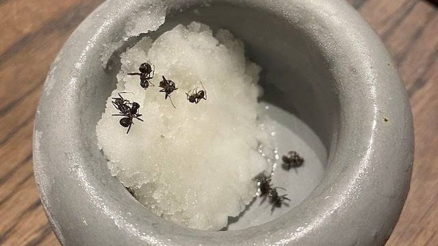 Ants were used to garnish the restaurant’s sorbet. 