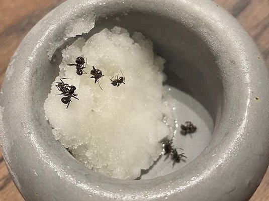 Ants were used to garnish the restaurant’s sorbet. 