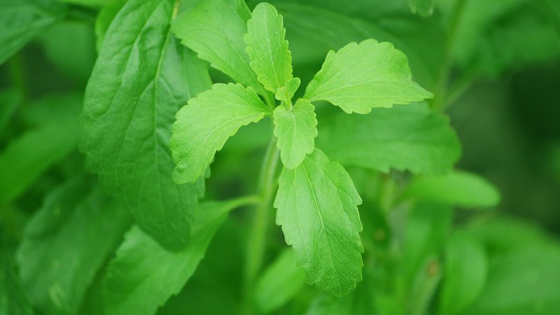 A stevia plant.