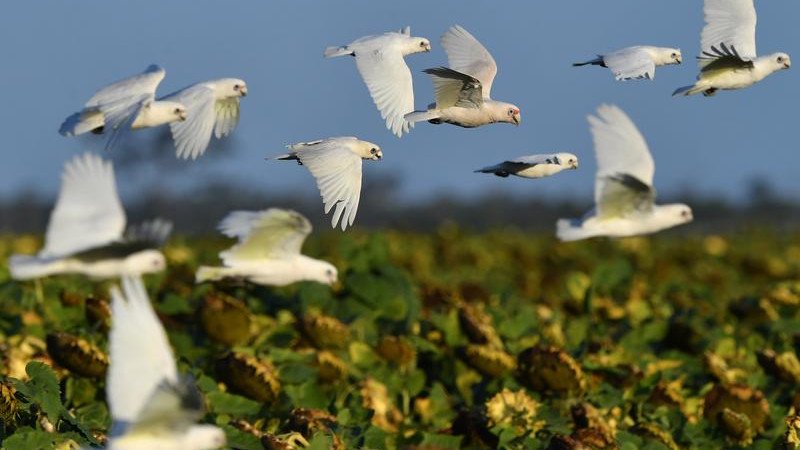 Australia on bird flu watch after dead bird tests positive.