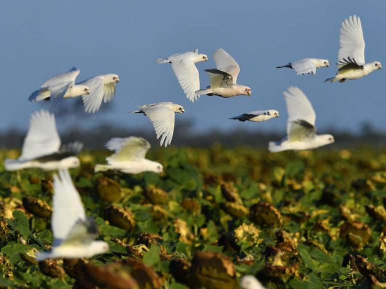 Australia on bird flu watch after dead bird tests positive.