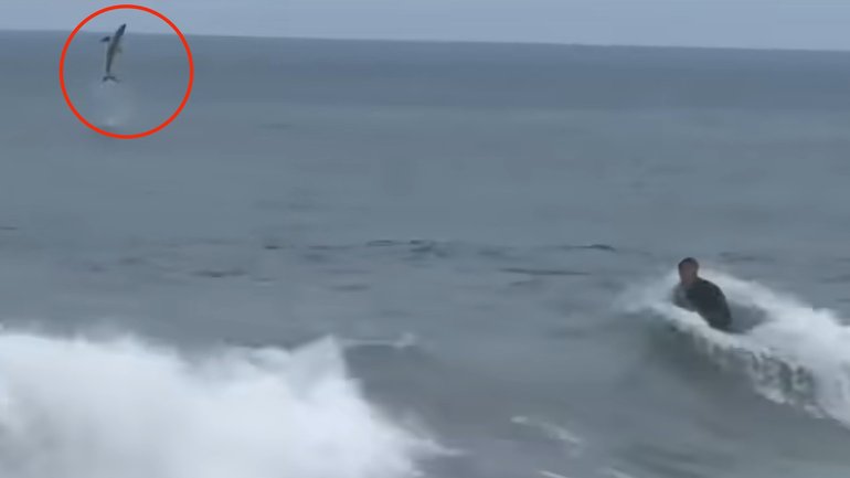 The shark is believed to be a great white.
