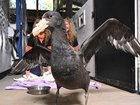 There's concern the disease will start spreading in Australia's non-migratory bird population. 