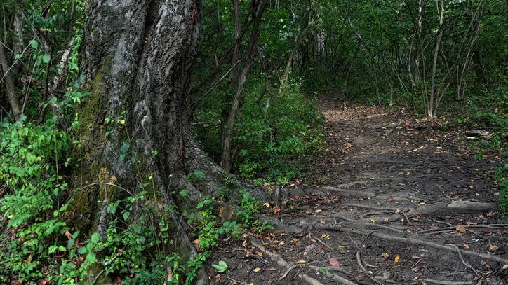 Nashville child critically injured after tree falls during hike at YMCA Camp Widjiwagan
