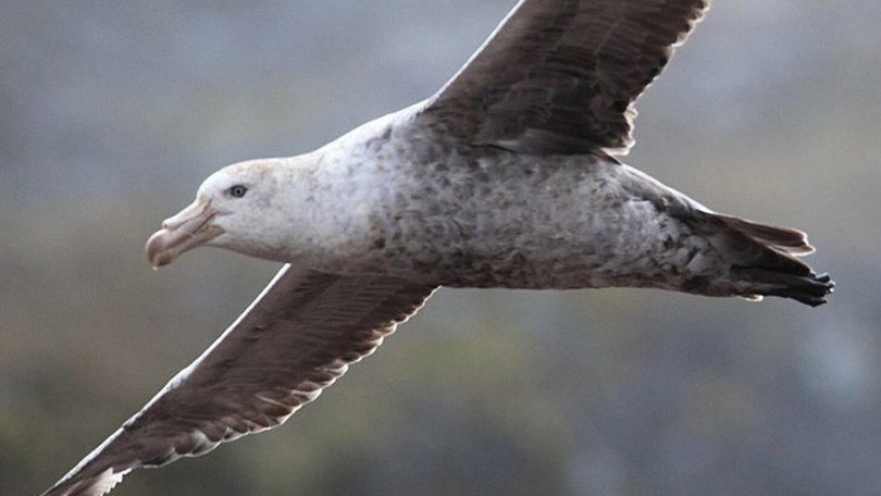 Northern giant petrels were among the initial reported cases.