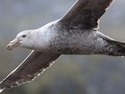 Northern giant petrels were among the initial reported cases.