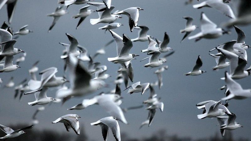 Another case of the deadly H5N1 bird flu has been confirmed.