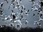 Another case of the deadly H5N1 bird flu has been confirmed.