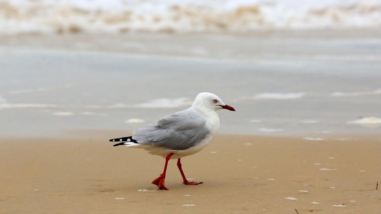 One of Australia's most common seabirds is suspected to have been infected with H5 bird flu. 