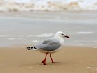 One of Australia's most common seabirds is suspected to have been infected with H5 bird flu. 