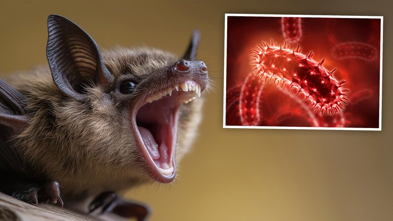 An 11-year-old boy died a horrific death after waking to find a bat sitting on his nose and mouth while he slept.