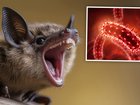 An 11-year-old boy died a horrific death after waking to find a bat sitting on his nose and mouth while he slept.