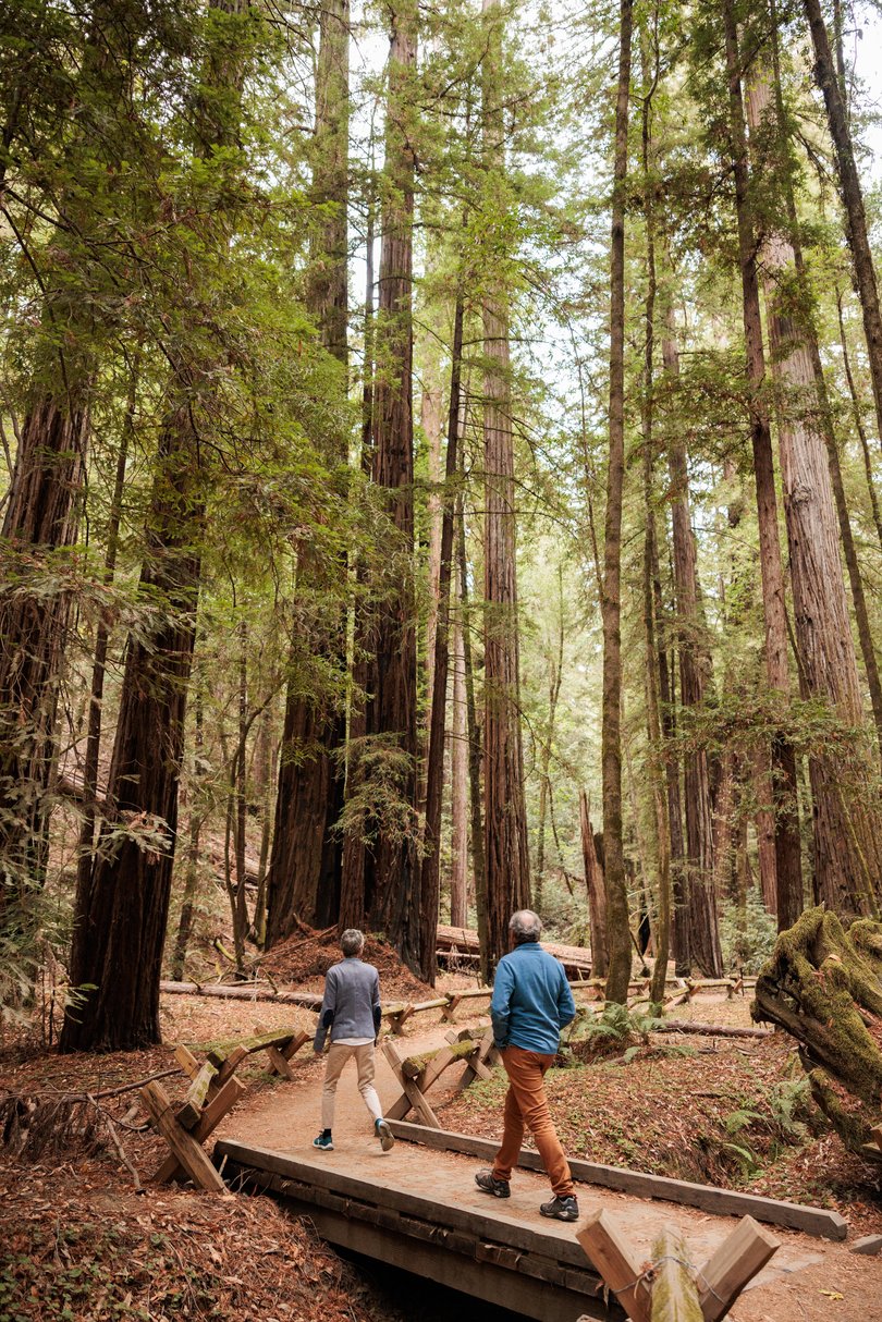 Redwood trunks rise so high they dissolve into the canopy, filtering the afternoon light into shifting bands across the forest floor.
