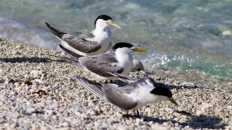 Nineteen greater crested terns in South Australia have been confirmed for H5 bird flu.