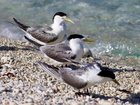 Nineteen greater crested terns in South Australia have been confirmed for H5 bird flu. 