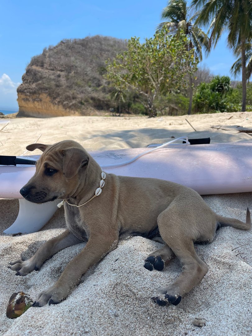 The couple found Sadie alone and hungry on the side of a busy street in Bali.