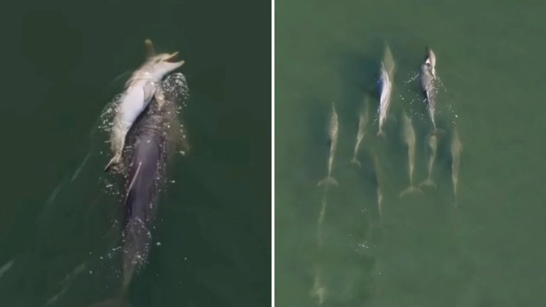 A dolphin carries the deceased body of her two-week-old calf amid a pod of dolphins south of Perth.